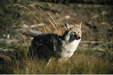 NEOWIZ独立游戏《刀锋战神》，1月18日正式推出